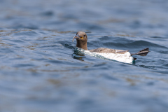 FOURNIER Laurence, Guillemot de troïl, couleur, Animalier