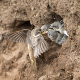 FOURNIER Laurence, Nourrissage, couleur, Animalier