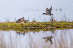 FOURNIER Laurence, Sarcelles d'hiver, couleur, Animalier