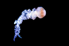 FOURNIER Laurence, Meduse, couleur, Animalier