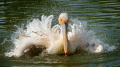 Le Bourhis Josette, Pélican au bain, couleur, Animalier