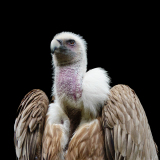 Le Bourhis Josette, Portrait d'un vautour, couleur, Animalier