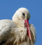 Le Bourhis Josette, Portrait d'une cigogne blanche, couleur, Animalier