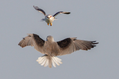 REMOADI Albert, Affrontement, couleur, Animalier