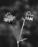 REMOADI Albert, Benoite-des-rivages, monochrome,  macrophotographie