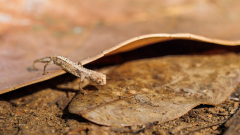 REMOADI Albert, Brookesia minima, couleur,  macrophotographie