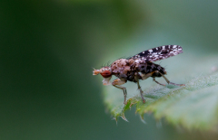 REMOADI Albert, Trypetoptera-punctulata, couleur,  macrophotographie