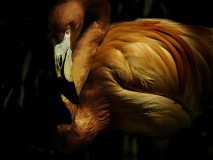 WINTERHALTERElizabeth, Famant Audubon, couleur, Animalier