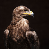 WINTERHALTER Elizabeth, Royal portrait, couleur, Animalier