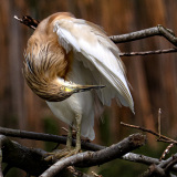 WINTERHALTER François, Enchevetrement, couleur, Animalier