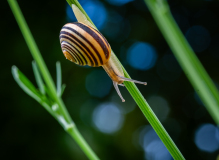 AUTHIE Anne-Lise Descente couleur Macro