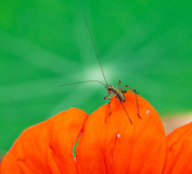 AUTHIE Anne-Lise Hésitation couleur Macro