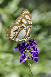 BEAU Roger papillon 2 couleur Macro