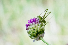 BEAU Stéphane Insecte 1 couleur Macro