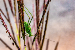 BEAU Stèphane Insecte 2 couleur Macro
