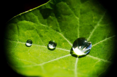 DARNAULT Assunta Gouttes d'au couleur  Proxi-photo