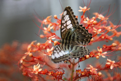DARNAULT Assunta Papillon sur fleurs rouges couleur  Proxi-photo