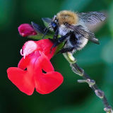 KOSS Mario Abeille sur fleur rouge couleur Macro
