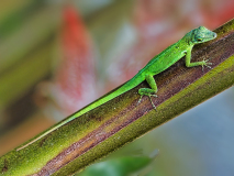 KOSS_Mario Lézard_sur_branche couleur Macro