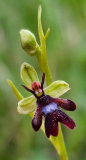 Le Bourhis Josette Orchidée sauvage couleur Macro