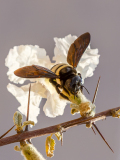 REMOADI Albert Bourdon en tutu couleur Macro
