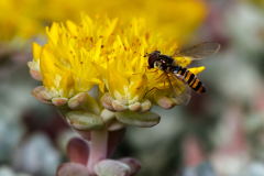 de CUSSY Bruno de Cussy Bruno-insecte 2 couleur  Proxi-photo