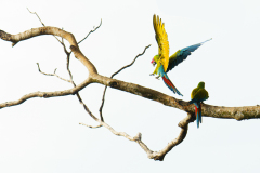 Challenge Nature et Animalier 