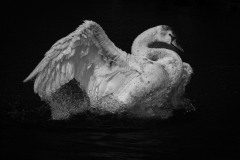 AUTHIE Anne-Lise Grande toilette monochrome animalier