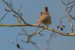 AUTHIE Anne-Lise Troglodyte décoiffé couleur animalier