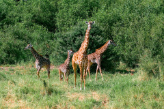 BEAU Roger Girafes couleur animalier