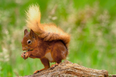 BEAU Stéphane Ecureuil couleur animalier