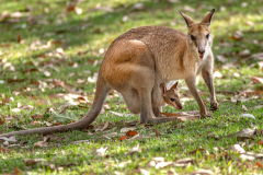 BEAU Roger Walabi couleur animalier