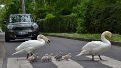 CHéRON Françoise Adaptation couleur animalier