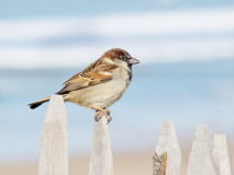 CHéRON Françoise Perché couleur animalier