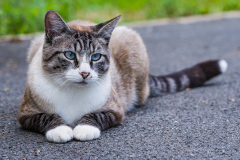 KASTL Günther chat & chien couleur animalier