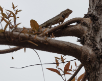Darnault Assunta Cameleon couleur animalier