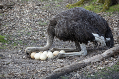 Darnault Assunta  Couvaison couleur animalier