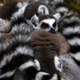 Darnault Assunta Dans la foule couleur animalier