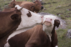 DUBIEF Monique Amour vache couleur animalier