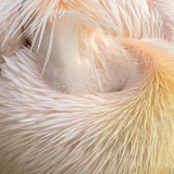 GAUBIN SYLVIE COU-DE PLUMES couleur animalier