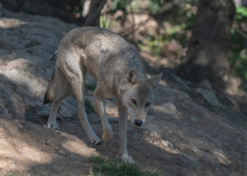 GAUBIN SYLVIE LOUVE couleur animalier