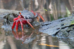 KOSS Mario Crabe Rouge couleur animalier