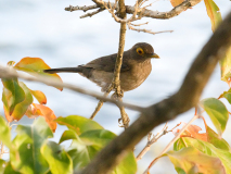 KOSS Mario Merle à lunettes couleur animalier