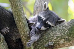 MEICLER_Ghislaine Grosse fatigue couleur animalier