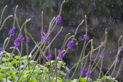 MEICLER_Ghislaine joiur de pluie couleur animalier