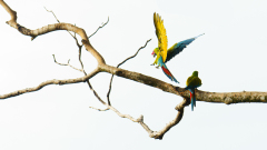 MEICLER Philippe Ara duo couleur animalier