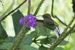 MEICLER Philippe Coli-vert couleur animalier