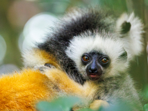 REMOADI Albert Propithèque à diadème couleur animalier