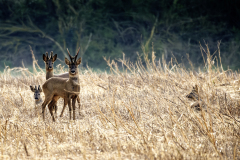de CUSSY Bruno de Cussy Bruno-chevreuils famille couleur animalier