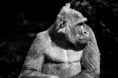 de CUSSY Bruno de Cussy Bruno-gorille monochrome animalier